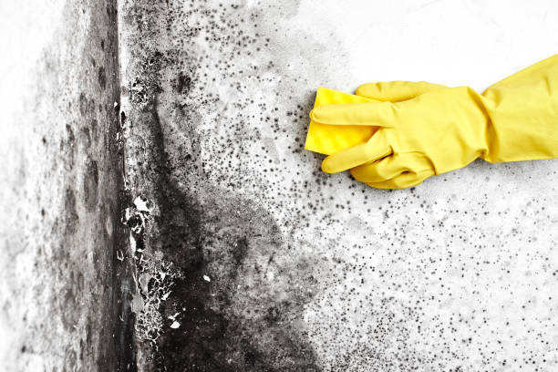 Best Mold Testing  in Gretna, VA
