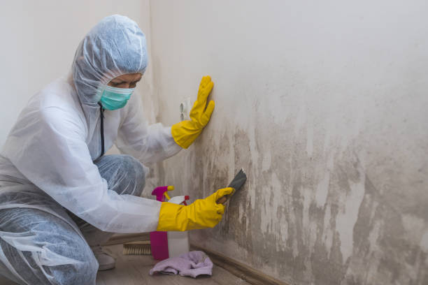 Best Certified Mold Removal  in Gretna, VA