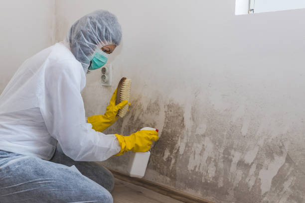 Best Best Mold Removal Companies  in Gretna, VA