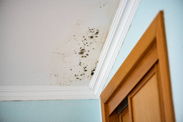 Trusted Gretna, VA Mold Removal Experts