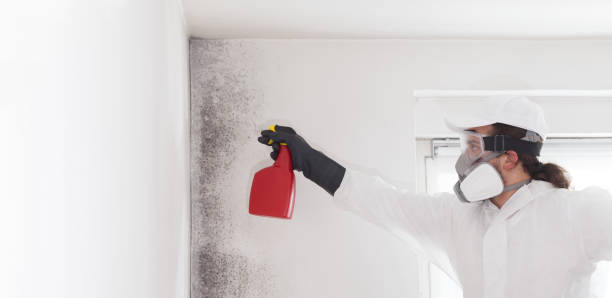 Best Toxic Mold Removal  in Gretna, VA