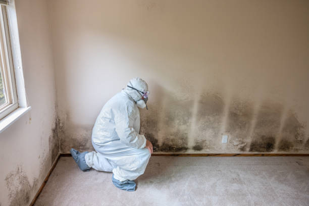 Best Affordable Mold Removal  in Gretna, VA